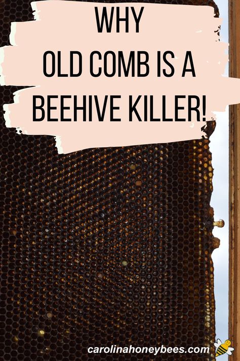 Dark aging honeycomb in hive frame, why old comb is a beehive killer. Log Beehive, Homestead Binder, Backyard Bees, Top Bar Bee Hive, Honey Bee Farming, Backyard Beehive, Bee Keeping Hives, Bee Hives Diy, Bee Farming