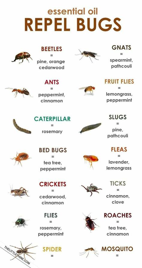 Insect Repellent Essential Oils, Insect Repellent Plants, Essential Oil Bug Spray, Diy Bug Repellent, Pest Spray, Bug Spray Recipe, 1000 Lifehacks, Natural Bug Repellent, Essential Oils Health