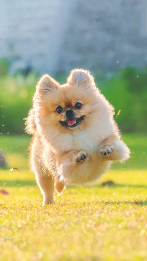 Hyper Dog, Puppies Near Me, Cute Pomeranian, Dog Behavior Problems, Pomeranian Dog, Pomeranian Puppy, Pitbull Puppies, Guard Dogs, Work At Home