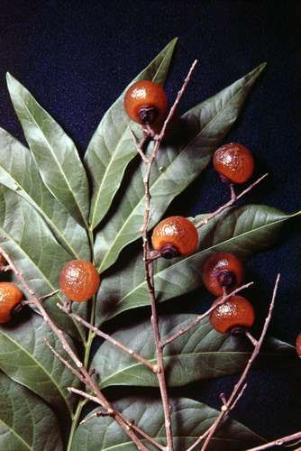 Soapberry | plant | Britannica Types Of Berries, Edible Landscaping, Wild Edibles, Natural Plant, Grow Your Own Food, Tattoo Sleeve, Tropical Fruit, The Fruit, Grow Your Own