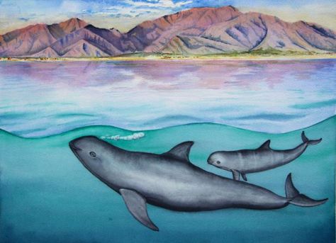 There are only 97 of these adorable porpoises left. In four years there will be none – Quartz Shark Watercolor, Watercolor Whale, Constellation Print, Watercolor Ocean, 11x14 Print, Whale Shark, Narwhal, Ocean Art, Art Block