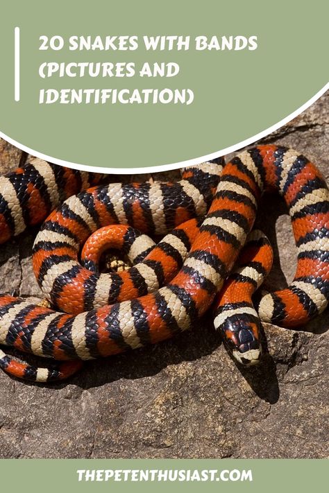 20 Snakes With Bands Snake Hissing, California King Snake, Striped Snake, Types Of Snakes, Bands Pictures, Milk Snake, Types Of Snake, Snake Scales, Coral Snake