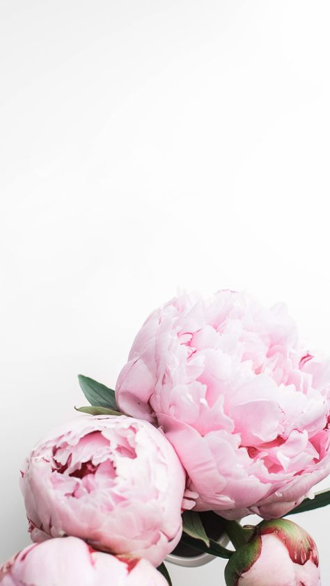 Peony Wallpapers - Top Free Peony Backgrounds - WallpaperAccess Pink Wallpaper Light, Victoria Secret Pink Wallpaper, Pink Wallpaper Desktop, Pastel Pink Wallpaper, Pink Glitter Wallpaper, Pink Wallpaper Girly, Pink Wallpaper Backgrounds, Peony Wallpaper, Plant Background