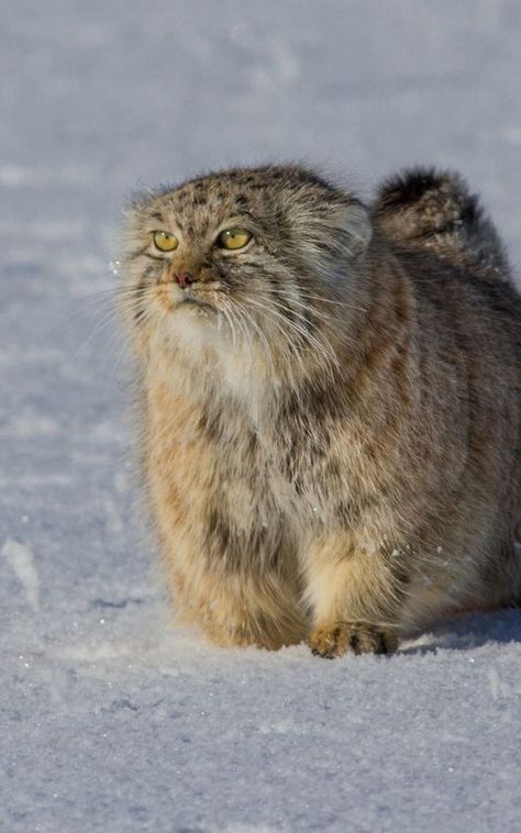 Pallas Cat Wallpaper, Manul Cat, Pallas Cats, Pallas Cat, Cat Sleep, Small Wild Cats, Cat Wallpapers, Pallas's Cat, Feral Cat