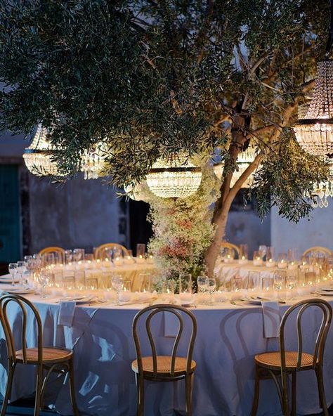 Olive Tree Wedding Theme, Olive Tree Wedding Decor, Olive Tree Wedding, Round Wedding Tables, Wedding Tree Decorations, Potted Olive Tree, Classy Vibes, Olive Wedding, Ring Ceremony