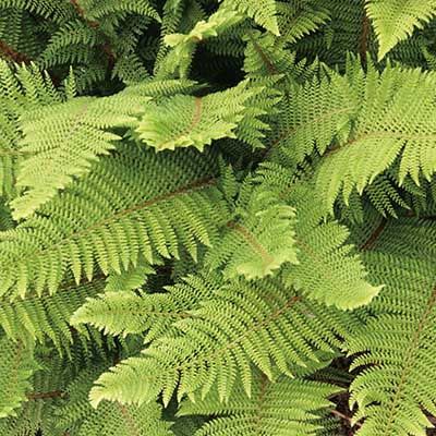 Evergreen Ferns Uk, Polystichum Setiferum, Dry Shade Plants, Evergreen Ferns, Alchemilla Mollis, Ferns Garden, Herbaceous Border, Shade Flowers, Woodland Garden