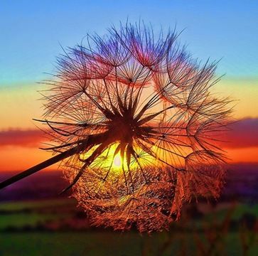 A Dandelion, The Words, Dandelion, The Sun, Sun