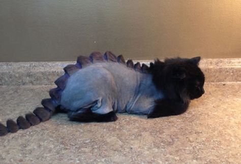 This pet salon will shave your cat into a dragon.  (I bet Tonks would LOVE this. [snerk]) Cat Haircut, Dragon Cat, Creative Grooming, Persian Cat, Cute Cats And Kittens, Cat Grooming, Funny Animal Pictures, Crazy Cat Lady, Pet Grooming