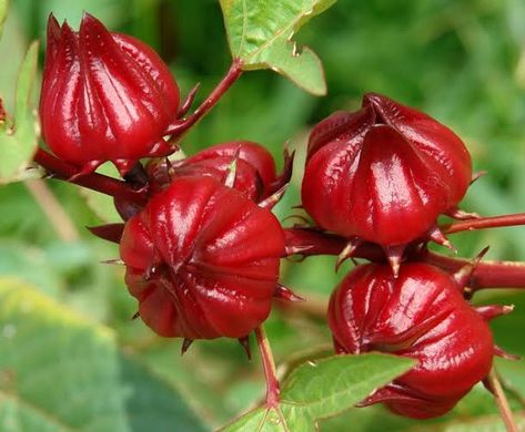 Bibi: Think About This Before Taking The Popular Hibiscu... Roselle Plant, Hibiscus Sabdariffa, Seed Storage, Garden Fruit, Short Plants, Seed Saving, Hibiscus Tea, Organic Seeds, Heirloom Seeds