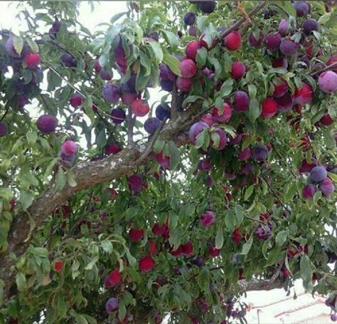 Plum Tree Aesthetic, Plums Aesthetic, Plum Aesthetic, Plum Orchard, Plum Trees, Space Dust, Purple Fruit, Peach Aesthetic, Blueberry Bushes