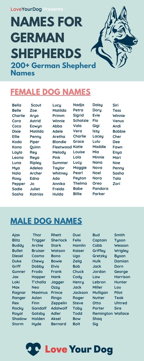 Names for German Shepherds: 200+ German Shepherd Names Lists Of Male & Female German Shepherd Dog Names, Unique Puppy Names, Puppy Names Unique, Dog Names Girl, Names For Pets, Unique Dog Names, Cute Animal Names, Husky Names, Popular Dog Names