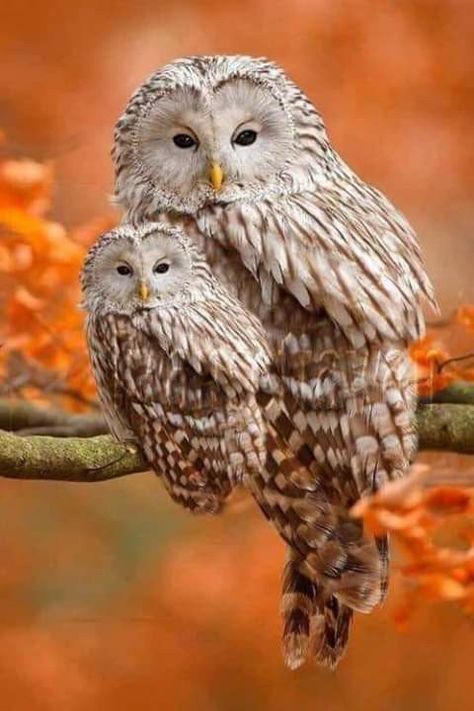 Someone thought they did a good job superimposing an owl on top of itself... seriously not a good job either! Owl Species, Owl Photography, Owl Photos, Baby Owl, Owl Pictures, Beautiful Owl, Owl Bird, Baby Owls, Bird Pictures