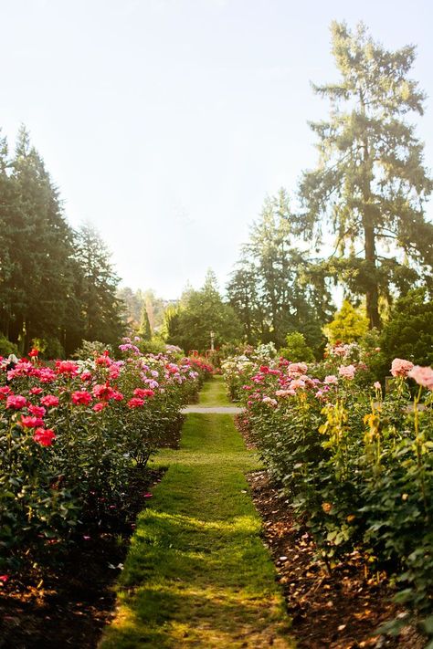 Visiting Portland Oregon? You’ll want to visit this Portland rose garden. There are 8,000 rose plants and roughly 550 different varieties. Click through to see more photos and tips // Local Adventurer #traveloregon #oregon #pnw #pacificnorthwest #leftcoast #visittheusa #usa #outdoorsusa #pdx #pdxnow #portland #rose Visit Portland Oregon, Brick Patterns Patio, Scenic Road Trip, Travel Bucket List Usa, Beautiful Yards, Spring Trip, Planting Roses, Oregon Travel, Fall Travel