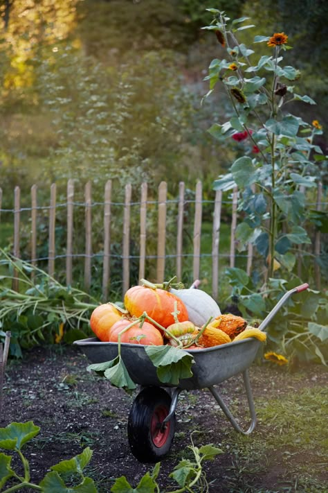 When To Plant Pumpkins, When To Plant Seeds, How To Harvest Lettuce, Autumn Whispers, Harvest Farm, Growing Pumpkins, Cut Flower Garden, Buy Plants, Autumn Harvest