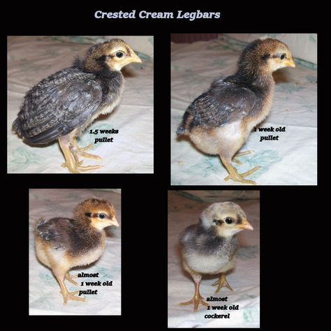 my own 1 week old Crested Cream Legbar chicks Old Lady Names For Chickens, Chicken Genetics Color Charts, Cream Legbar Chickens, White Leghorn Hen, Crested Cream Legbar Chickens, Cream Legbar, Chicken Supplies, Buff Laced Polish Chickens, Animals Information