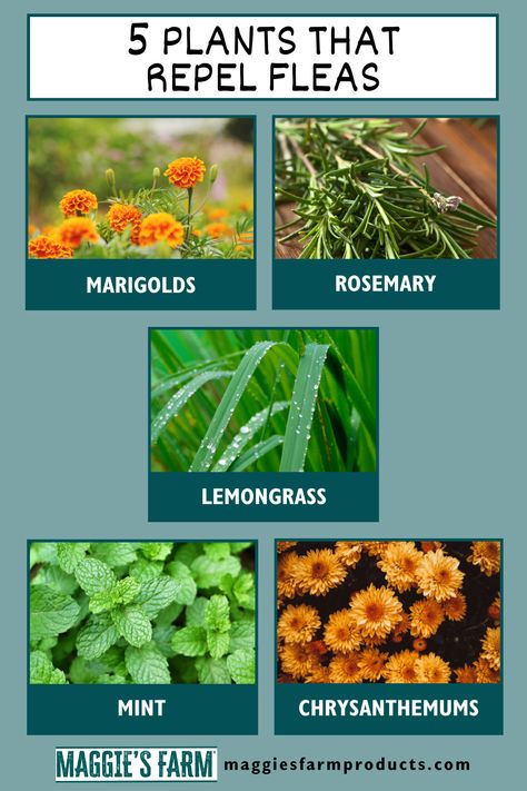 5 Plants That Repel Fleas infographic. Marigolds. Rosemary. Lemongrass. Mint. Chrysanthemums. Plants That Repel Insects, Insect Repellent Plants, Flea Remedies, Natural Health Care, Insect Repellent, Oil Uses, Dog Health, Essential Oil Uses, Chrysanthemum