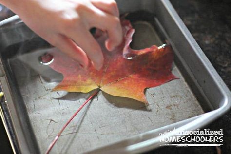 How to Preserve Fall Leaves Fall Leaves Crafts For Adults, How To Dry Leaves, Diy Leaves Decoration, Dried Leaves Crafts, Leaf Preservation, Preserving Fall Leaves, Fall Leaves Crafts, Preserving Leaves, Preserve Fall Leaves