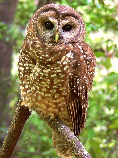 Owl Habitat, Northern Spotted Owl, Flying Squirrels, Spotted Owl, Small Mammals, Barred Owl, Flying Squirrel, Animal Projects, Bird Pictures