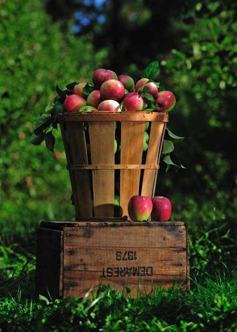 A little history behind foods for Rosh Hashanah. Rosh Hashanah Recipes, Enjoy The Little Things, Apple Harvest, Down On The Farm, Harvest Time, Rosh Hashanah, Fabulous Fall, Apple Picking, Apple Tree