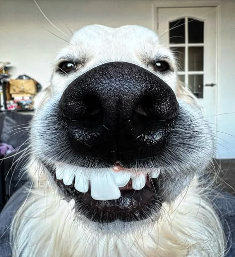 Silly Animal Pictures, Teeth Funny, Dog Smiling, Goofy Dog, Husky Funny, Animal Teeth, Very Cute Dogs, Funny Animal Photos, Really Cute Dogs