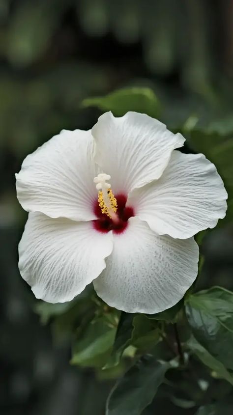 A photo of a Hawaiian white hibiscus flower in full bloom. The flower is large, with a delicate white hue and a deep red center. The flower is photographed against a dark green background. The flower's petals are spread wide open, revealing the intricate veins on the inner surface. The background is blurred, showing a lush green foliage. White Hawaiian Hibiscus, Habisquis Flower, Hibiscus Flower White, Green Hibiscus Flower, White Hawaiian Flowers, White Hibiscus Flower, Hibiscus Garden, Hibiscus Plant, Flower Varieties