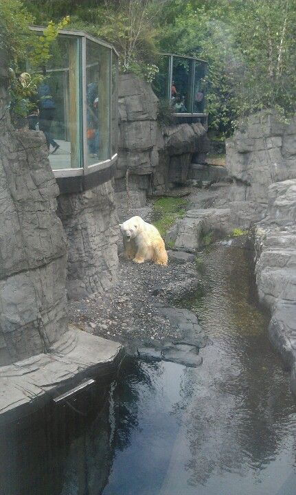 Polar bear at Central park zoo . Polar Bear Enclosure, Central Park Zoo Aesthetic, Zoo Enclosures, Planet Zoo Penguin Habitat, Planet Zoo Grizzly Bear Habitat, Bear Zoo, Penguin Zoo Exhibit, Pet Food Store, Polar Bear Exhibit