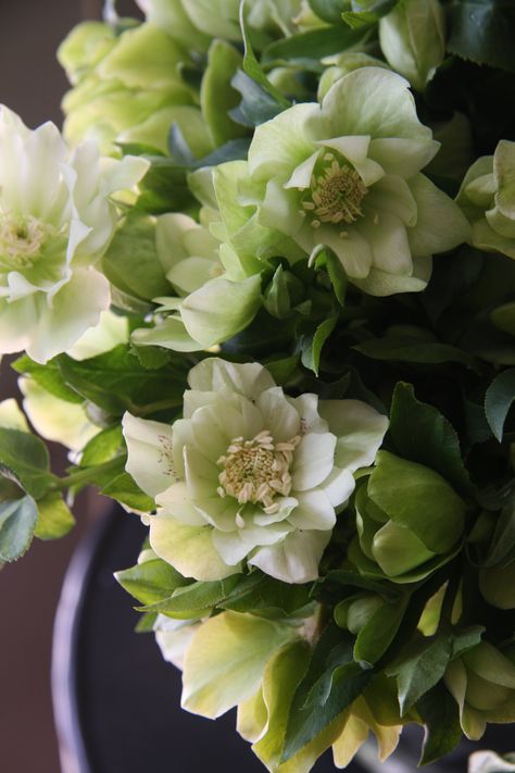 Helleborus double green Green Hellebore, Gorgeous Plants, Flower Catalog, Inspiring Nature, Flower Types, Christmas Rose, Most Beautiful Flowers, Plant Combinations, Romantic Flowers