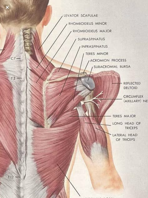 Body Muscle Anatomy, Punkty Spustowe, Shoulder Anatomy, Muscles Anatomy, Human Muscle Anatomy, Chiropractic Adjustment, Yoga Anatomy, Muscular System, Human Body Anatomy