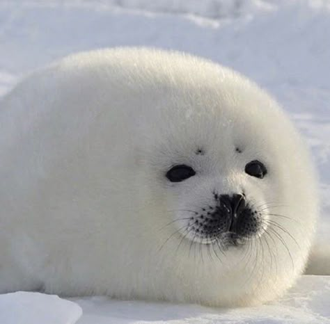 Cute Seals, Seal Pup, Baby Seal, 강아지 그림, Baby Animals Pictures, Silly Animals, Fluffy Animals, Cute Wild Animals, Cute Animal Photos