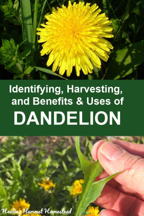 Outdoor Garden Decor Ideas, Dandelion Benefits, Dandelion Plant, How To Grow Herbs, Edible Weeds, Wild Foraging, Wild Food Foraging, Herbal Tonic, Food Foraging