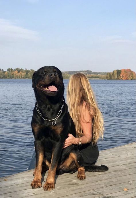 Big Rottweiler Dogs, Guard Dog Aesthetic, Rottweiler Aesthetic, Big Rottweiler, Dogs Aesthetic, Smartest Dog Breeds, Celebrity Dogs, Rottweiler Love, Famous Dogs