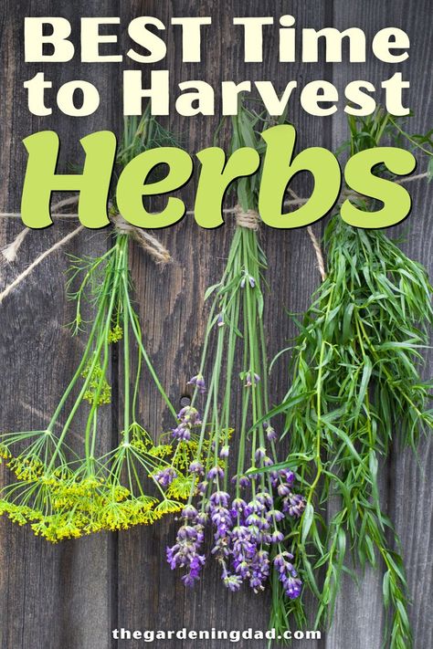 Do you struggle to find the best time to harvest your herbs? The Gardening Dad will give you the tips and tricks on the best time to harvest your herbs. #thegardeningdad #herbs #Garden Harvest Herbs, Herb Growing, Harvest Vegetables, Vegetable Garden Tips, Herbs Garden, Harvesting Herbs, Herb Gardening, Herbs And Flowers, Backyard Gardening