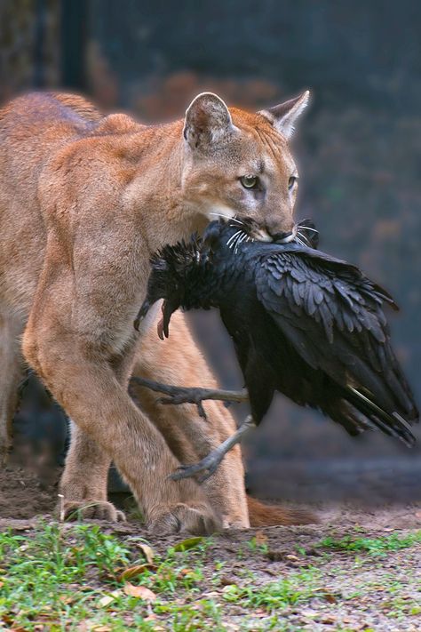 Dive into the enigmatic world of the panther as it prowls gracefully under the moon's gentle glow. 🌙✨ #WildlifeWonder #PantherMagic Panther Images, Florida Panther, Under The Moon, Season Of The Witch, Zoology, Animal Drawings, Adobe Stock, Panther, Witch