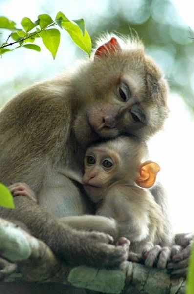 Touching Photos, Mandrill, Baby Monkey, Primates, Animal Tattoos, Sweet Animals, Animal Planet, Animal Photo, Nature Animals