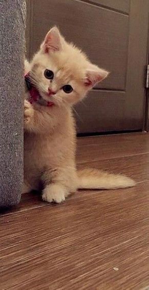 Cute shy kitten #ginger #kitty #cats Animal Funny, Söt Katt, Cute Little Kittens, Kitten Pictures, Pets Dogs, Kittens And Puppies, Baby Kittens, Cute Cat Gif, Cats Kittens