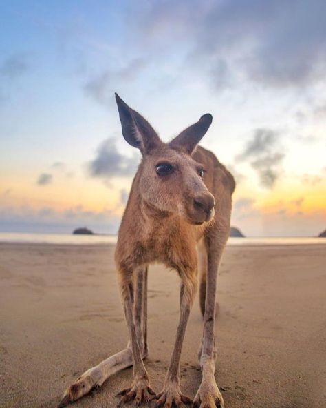 Aussie Animals, Great Ocean Road, Different Cultures, Australian Animals, In The Desert, The Desert, Queensland, Perth, Animals Beautiful