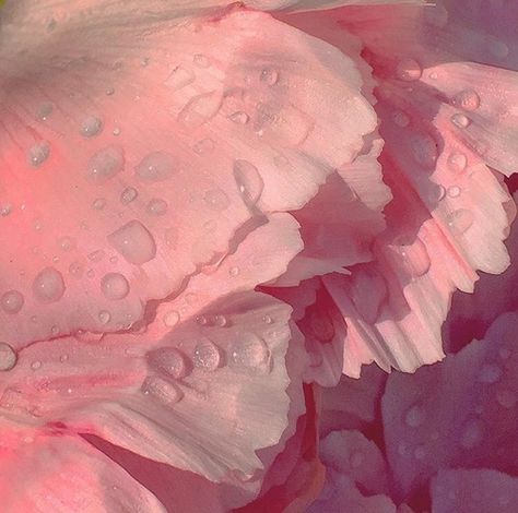 <3 #soft #pastel #dew #flower #petal #raindrops #pale #pink #colors #F4F #FF #L4L #instafollow Pixie Hollow, Living In London, Pastel Pink Aesthetic, Aesthetic Grunge, Aesthetic Vintage, Pastel Aesthetic, Aesthetic Backgrounds, Aphrodite, Aesthetic Photography