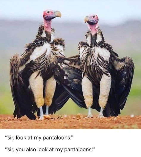 Vulture culture Funny Bird Pictures, Tao Te Ching, Vulture Culture, Funny Birds, Bird Pictures, Wildlife Animals, Animal Tattoos, Funny Animal Pictures, Cute Funny Animals