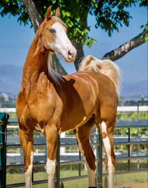 Saddlebred Horses, American Saddlebred Horses, Wolf Creek, American Saddlebred, Gsd Puppies, Most Beautiful Horses, All The Pretty Horses, Breyer Horses, Horse Coloring