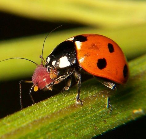 Plant Lice, Harmful Insects, Lady Beetle, Plant Pests, Attracting Beneficial Insects, Natural Pest Control, Plant Problems, Beneficial Insects, Garden Pests