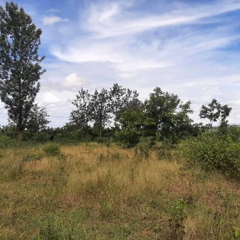 Agricultural land for sale in Bugesera Price:253,000,000 RWF A  land situated in Bugesera is available for sale. The land is located in a comfortable, secure, and peaceful neighborhood. Its proximity to a tarmac road and the land suitable for agricultural activities make it an advantage for those interested in purchasing it. The land covers an area of 29,777 square meters. The asking price for the land is 253,000,000 RWF Land Aesthetic, Land Purchase, Photography Studio Decor, Land Property, Vision Board Words, Agricultural Land, Peaceful Neighborhood, Studio Decor, Land For Sale