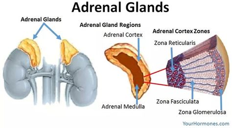 Adrenal Gland Cross-section Advanced Pathophysiology, Adrenal Medulla, Exocrine Gland, Anterior Pituitary, Adrenal Gland, Adrenal Cortex, Salivary Gland, Adrenal Health, Addisons Disease