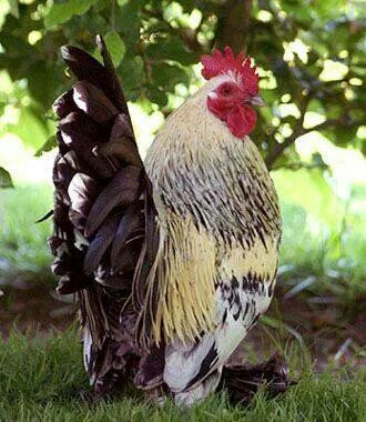 Wow brown tail feathers