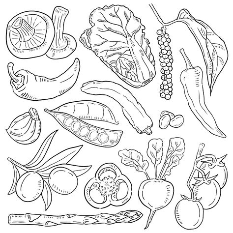 Premium Vector | Hand drawn illustration of vegetable. Vegetable Illustration, Fruits Drawing, Food Drawings, Hand Drawn Illustration, Drawn Illustration, Vector Hand, Food Illustrations, Vector Photo, Colouring Pages