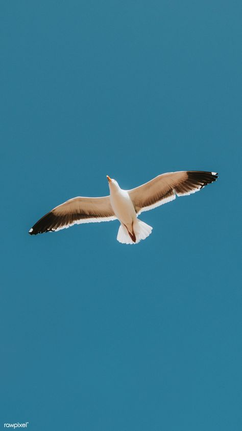 Flying seagull in a blue sky mobile phone wallpaper | free image by rawpixel.com / Teddy Rawpixel Albatross Wallpaper, Seagulls Aesthetic, Seagull Wallpaper, Fly Wallpaper, Seagull Tattoo, Flying Seagull, Seagulls Flying, Mobile Phone Wallpaper, Vintage Parrot