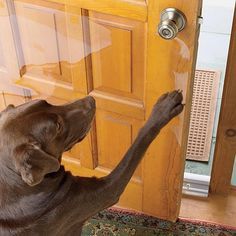 Just found this Prevent Dog Scratching Door - Door Scratching Shield -- Orvis on Orvis.com! Dog Scratching Door, Door Protector From Dog, Door Protector, Frozen Dog, Dog Rooms, Dog Door, Pet Hacks, Weimaraner, Dog Beds