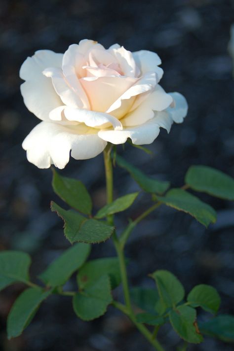 https://flic.kr/p/59ViyN | White Single Flower Reynolda Gardens | Nikon D-50 Allotment Flowers, Brick Patterns Patio, Butterfly Garden Design, Single Flowers, French Country Garden, Chinese Garden, Cool Colors, Brick Patterns, Floral Elements