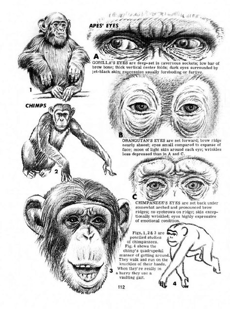 How To Draw Animals, Draw Animals, Animal Anatomy, Baboon, Art Instructions, Primates, Animal Drawings, Internet Archive, The Beatles