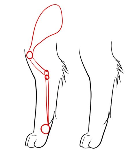 feline legs Cat Leg Anatomy, Human Legs Drawing, Cat Leg Drawing, Cat Paw Anatomy, Leg Anatomy Drawing, Legs Drawing Reference, Legs Drawing, Leg Anatomy, Drawing Quotes Creativity