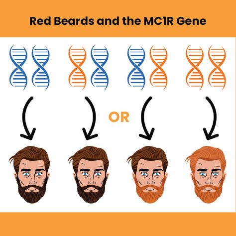 Why Is My Beard Red? Ginger Beards Explained – Black Comb Beards Red Hair Gene, Red Hair Fade, Bearded Characters, Ginger Brown Hair, Red Ginger, Mens Facial Hair Styles, Beard Colour, Natural Red Hair, Red Can